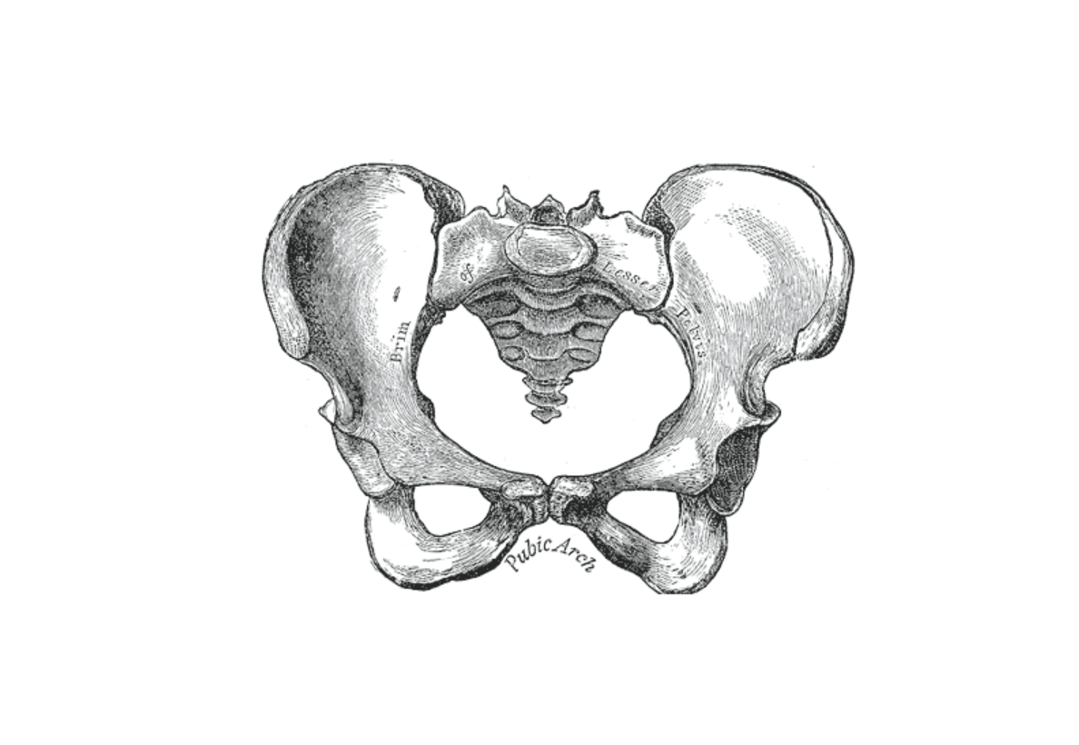 Pelvic Floor Moving Beyond the Kegel – A Pelvic Floor Workshop