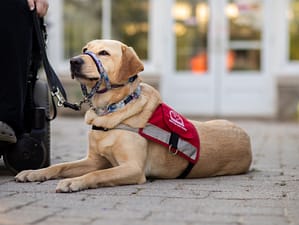 Le chien-guide d'assistance est allongé sur le sol à côté d'un fauteuil roulant