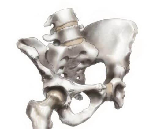 Pelvis Image The Latest Word On Kegels