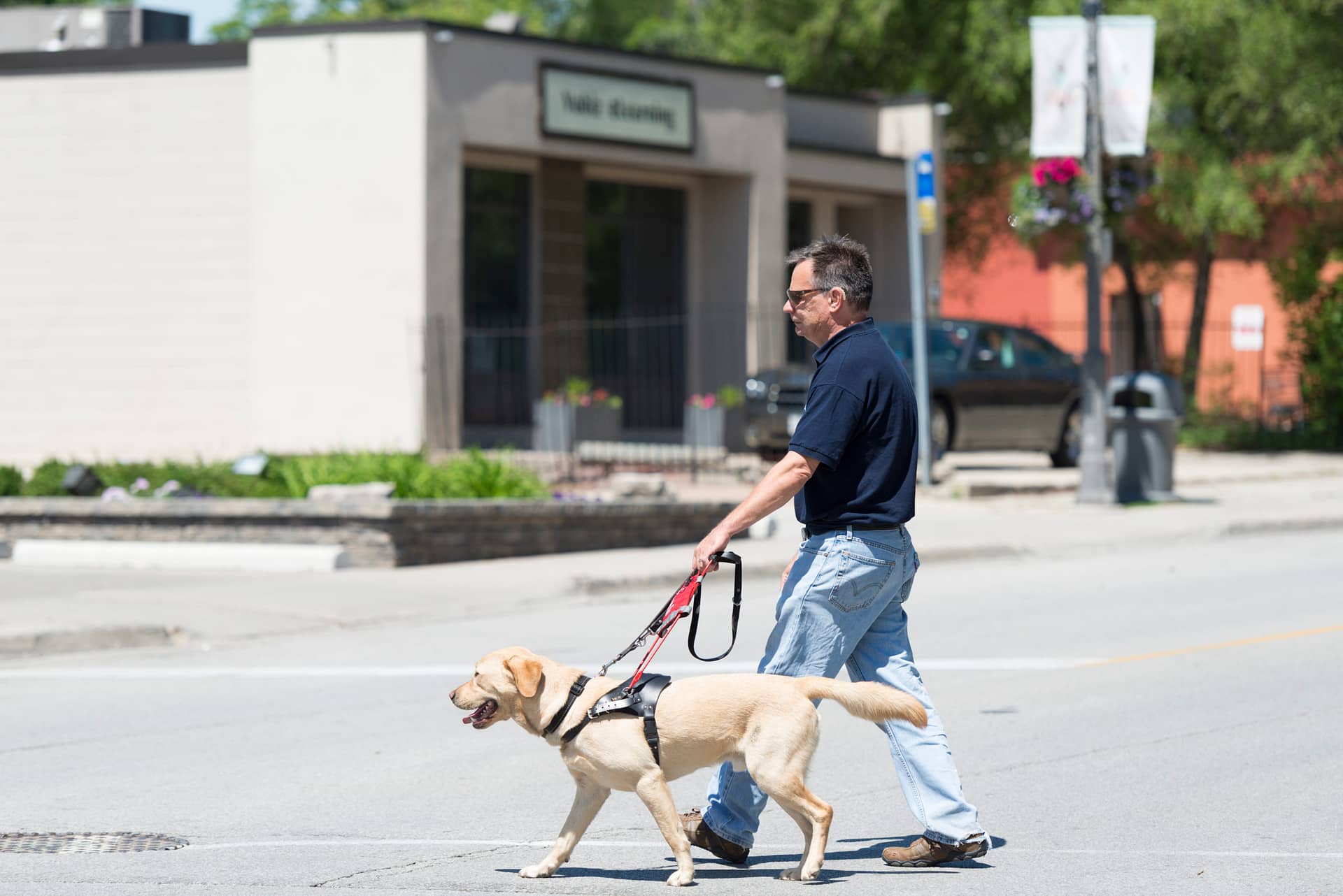 man who is blind walks with Guide Dog