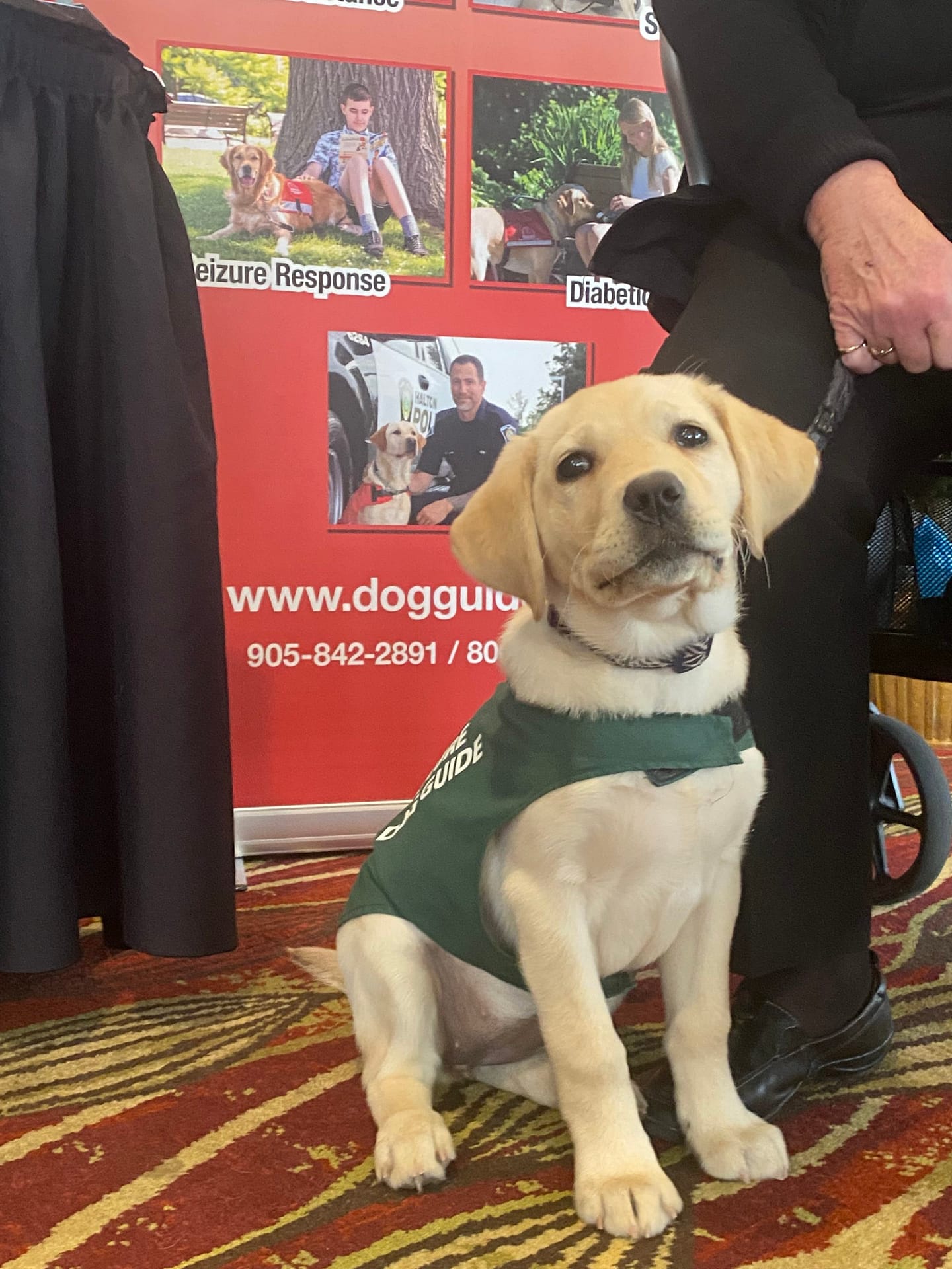 Future Dog Guide puppy, yellow Labrador Retriever