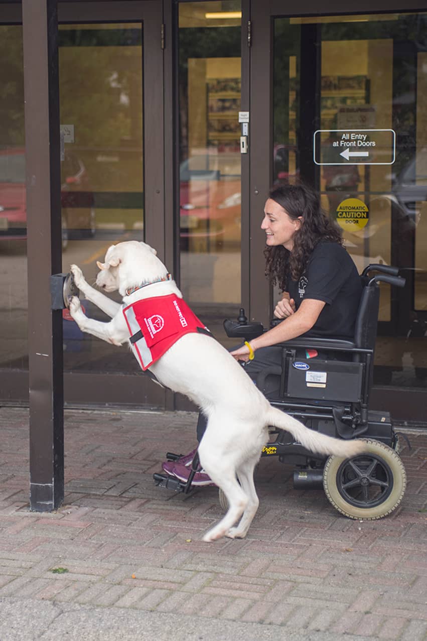 dog learning to push a button to open doors